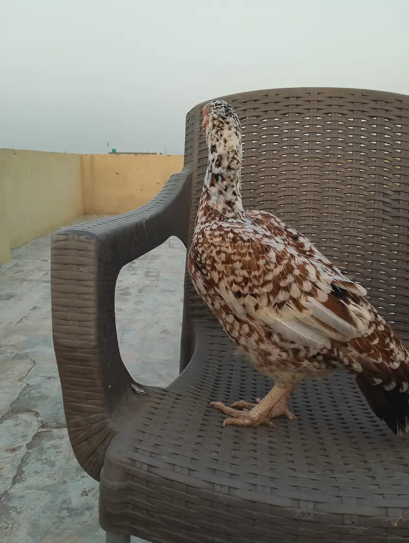 Aseel Mianwali — photo 4