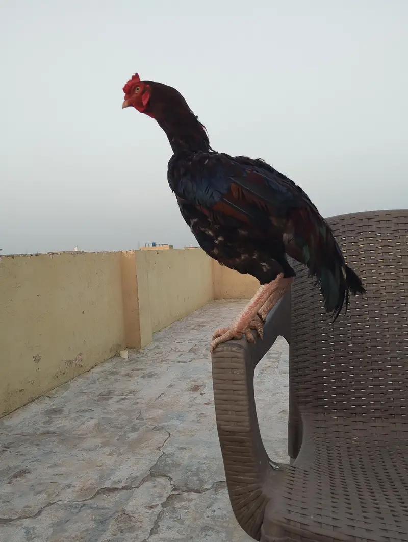 Aseel Mianwali — photo 5