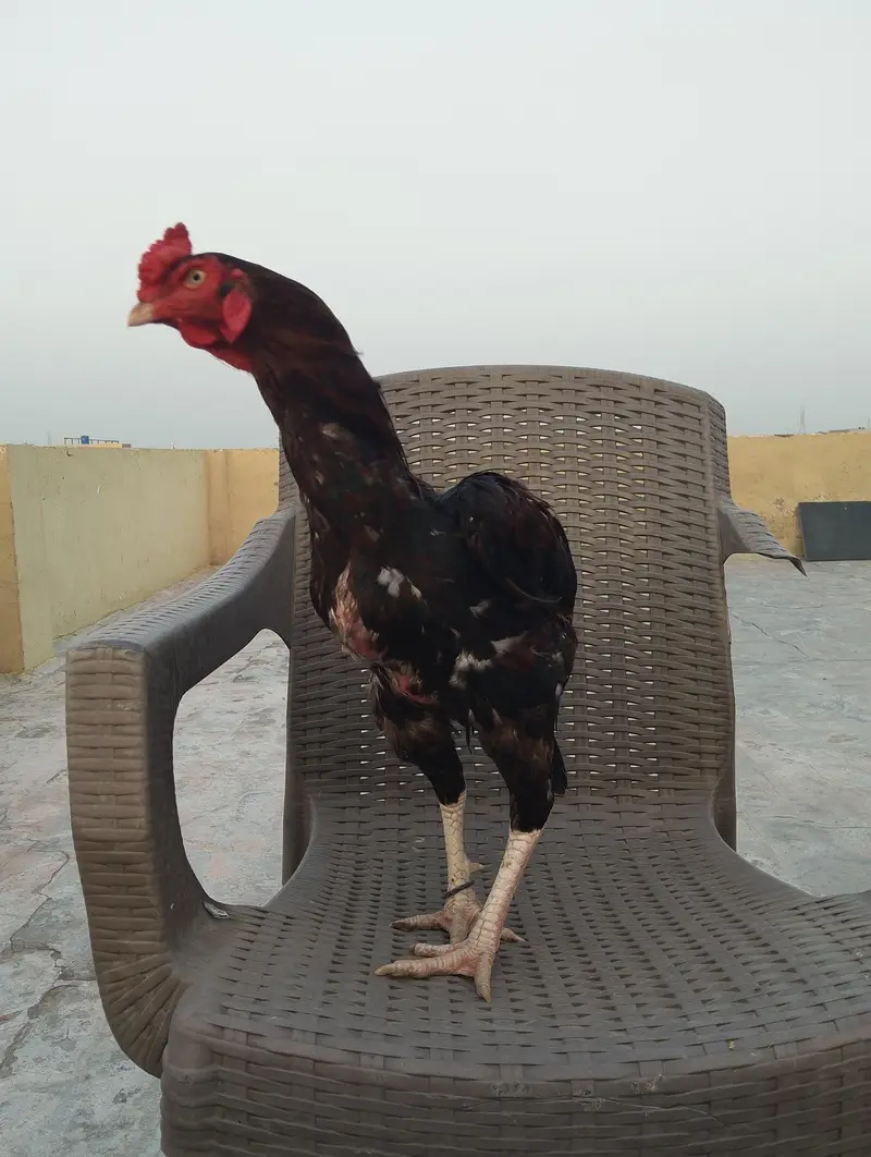 Aseel Mianwali — photo 6