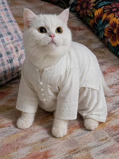 white cat for sale