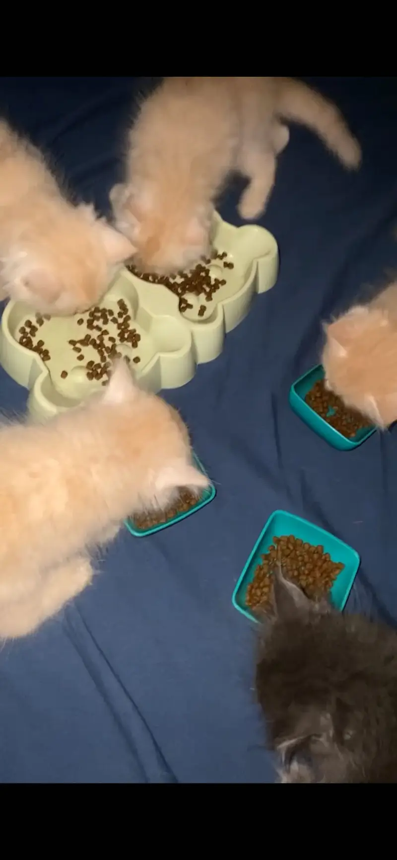 Persian kittens — photo 2