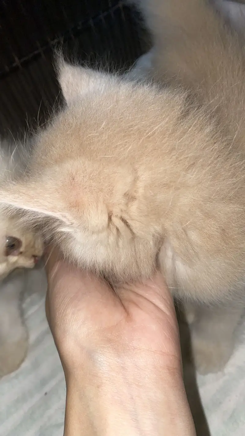 Persian kittens — photo 3