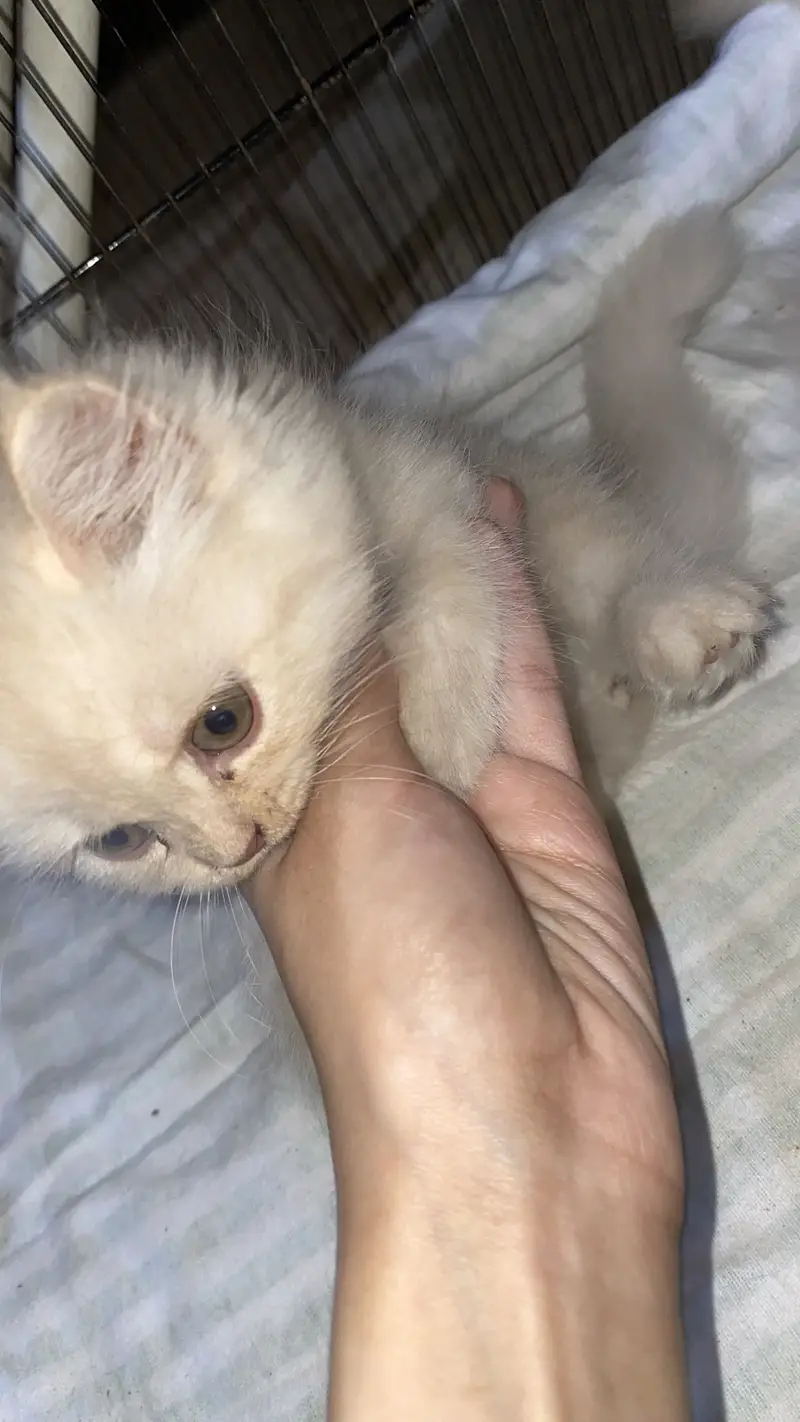 Persian kittens — photo 5