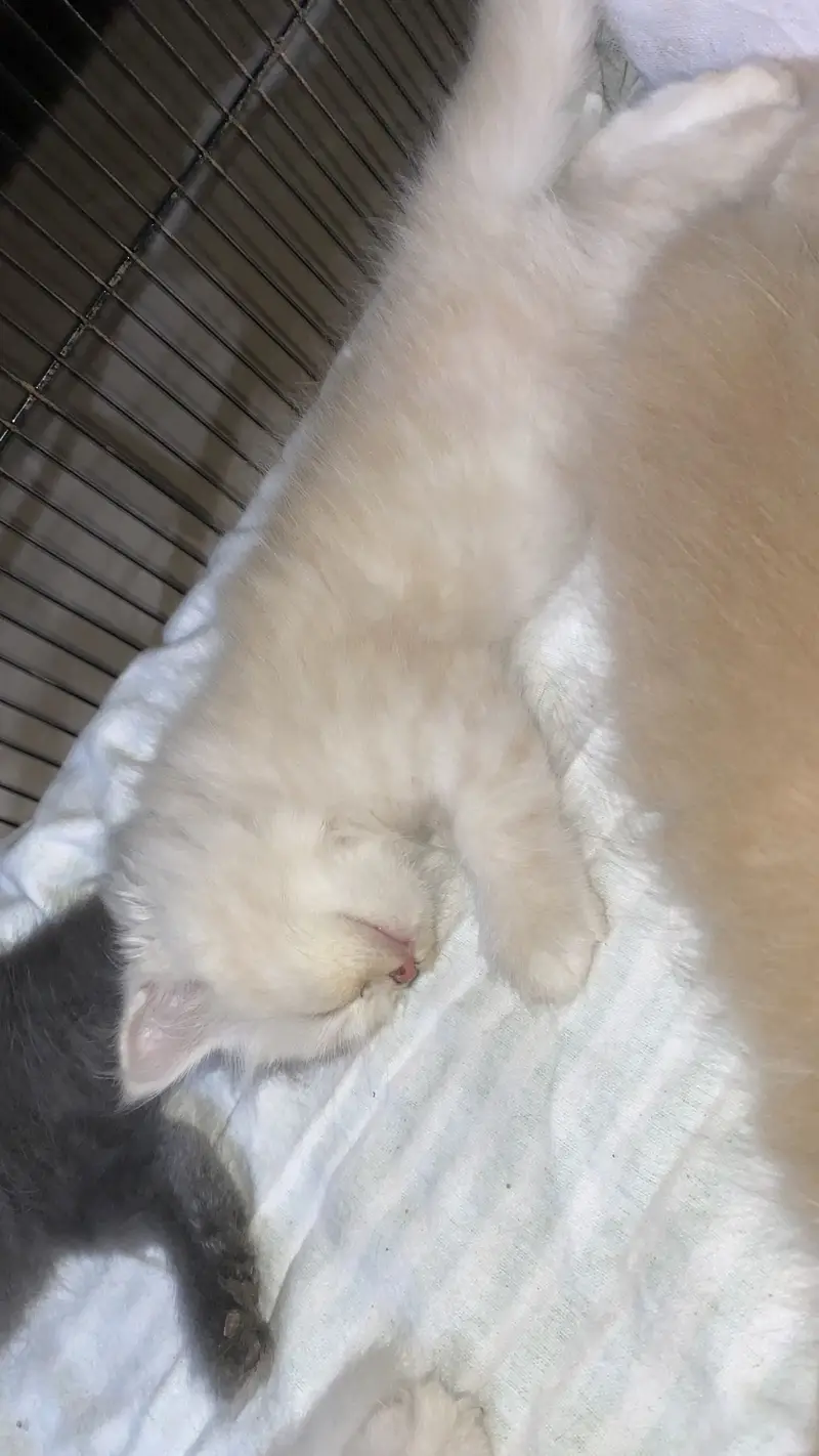 Persian kittens — photo 6