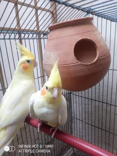 cockatiel bird pair