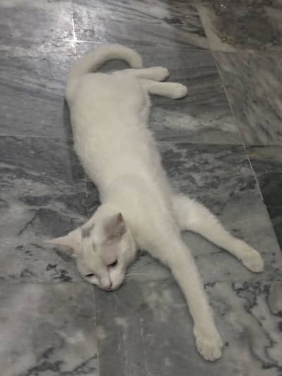 for sale free 2 cats