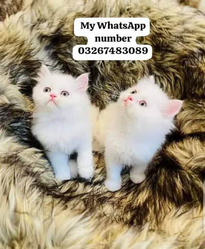 Persian cat 2month age for sale