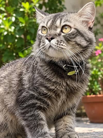 Russian cat