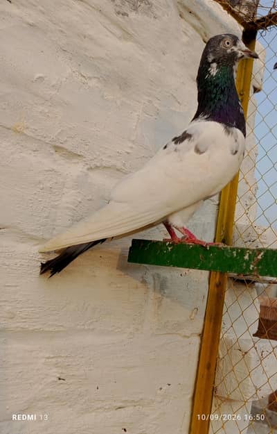 41nmbr pure ch shb Wala jora teddy for sale wathsapp or call3136570817