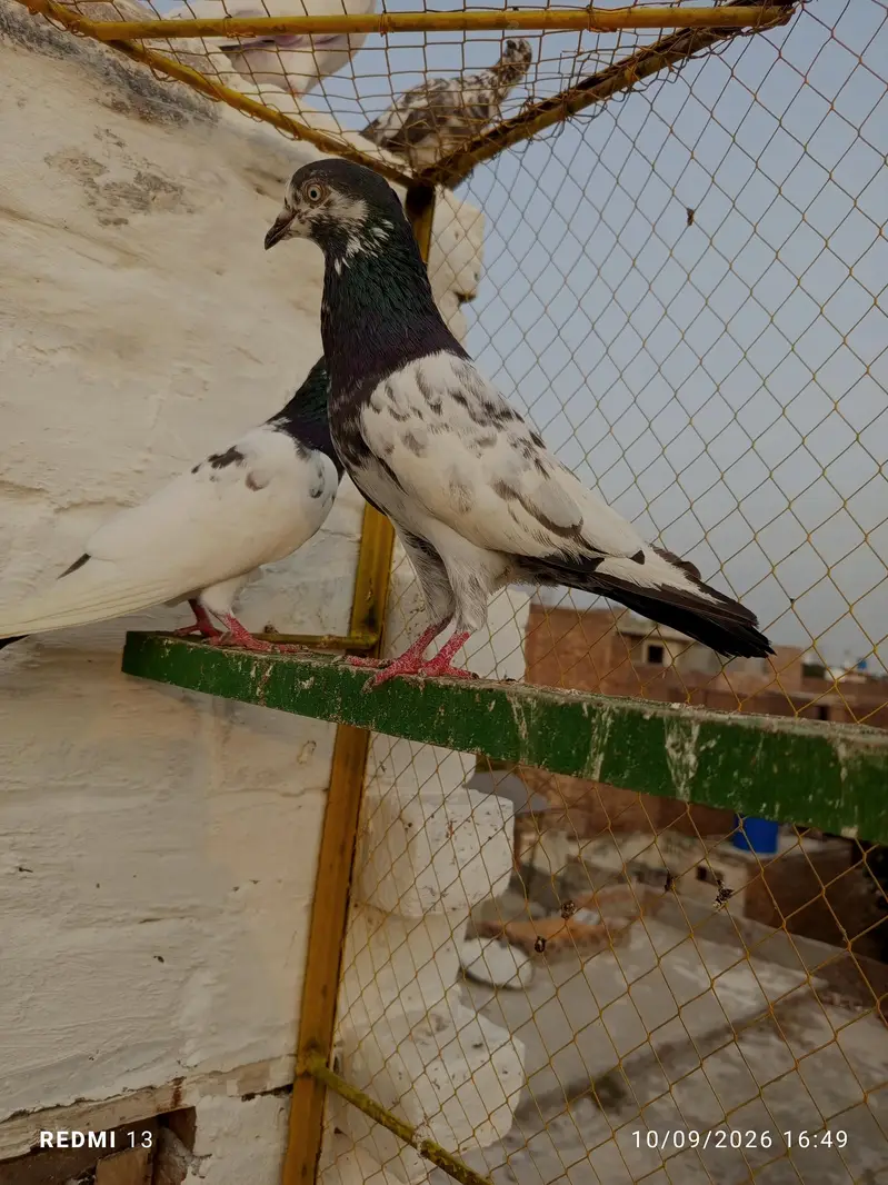 41nmbr pure ch shb Wala jora teddy for sale wathsapp or call3136570817 — photo 2