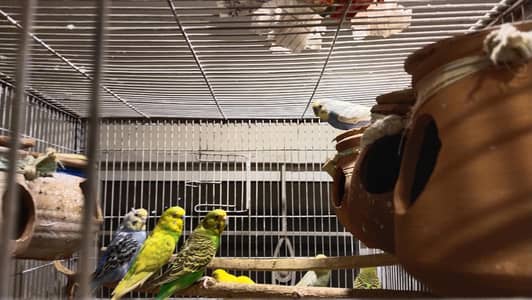 Cocktail,love birds,budge