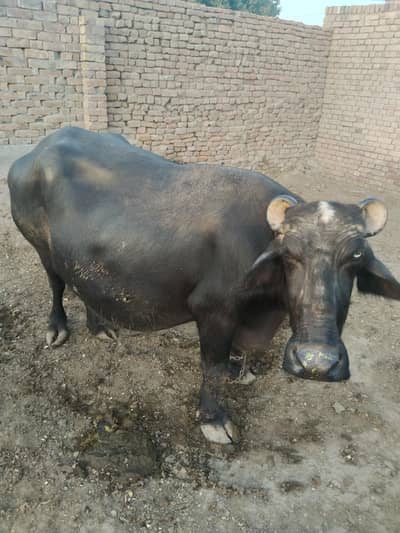 buffalo for sale