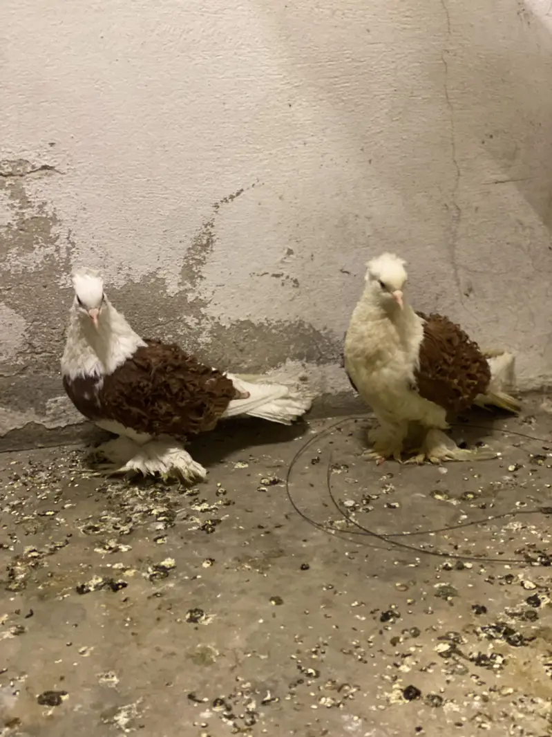 FrillBack Top Quality Breeder Piece — photo 2