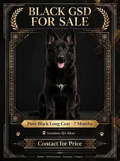 Pure Jet Black German Shepherd Long Coat 7 Months Male