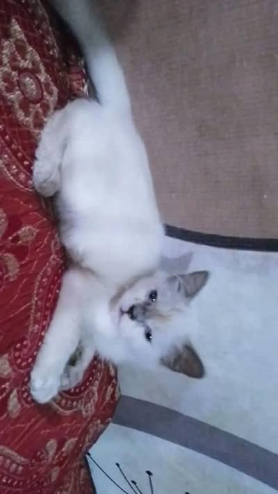 grey and white persion cat cat