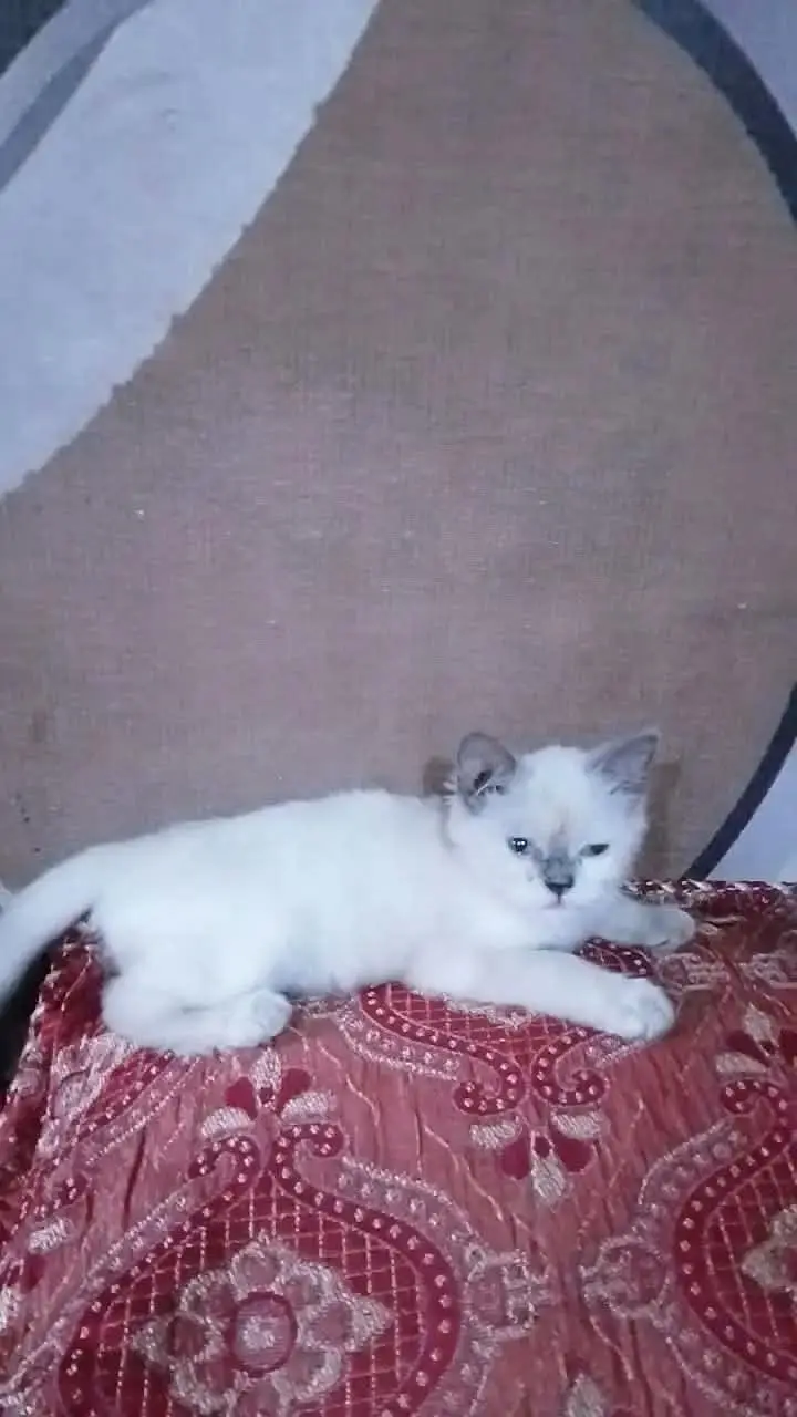 grey and white persion cat cat — photo 2