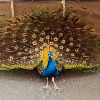 Blue Peacock For Sale Sale