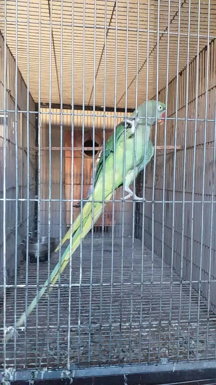 Raw parrot female — photo 2