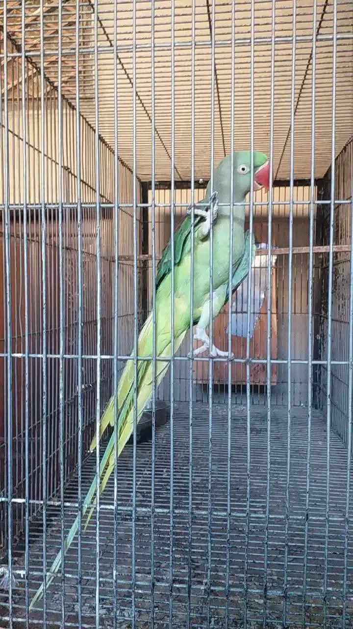 Raw parrot female — photo 3
