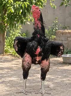 murga slaty Mati Pakistani