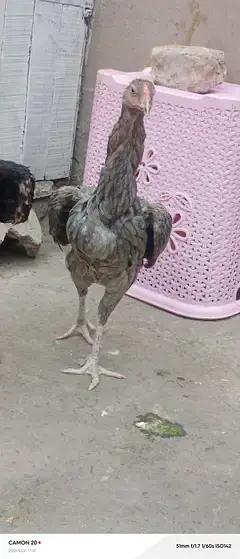 murga slaty Mati Pakistani — photo 6