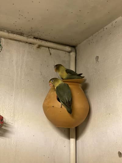Rare Mutations LoveBirds