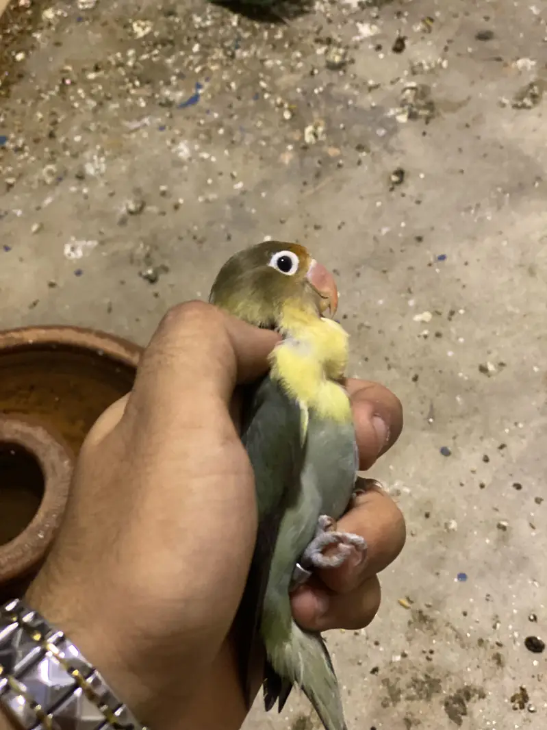 Rare Mutations LoveBirds — photo 2