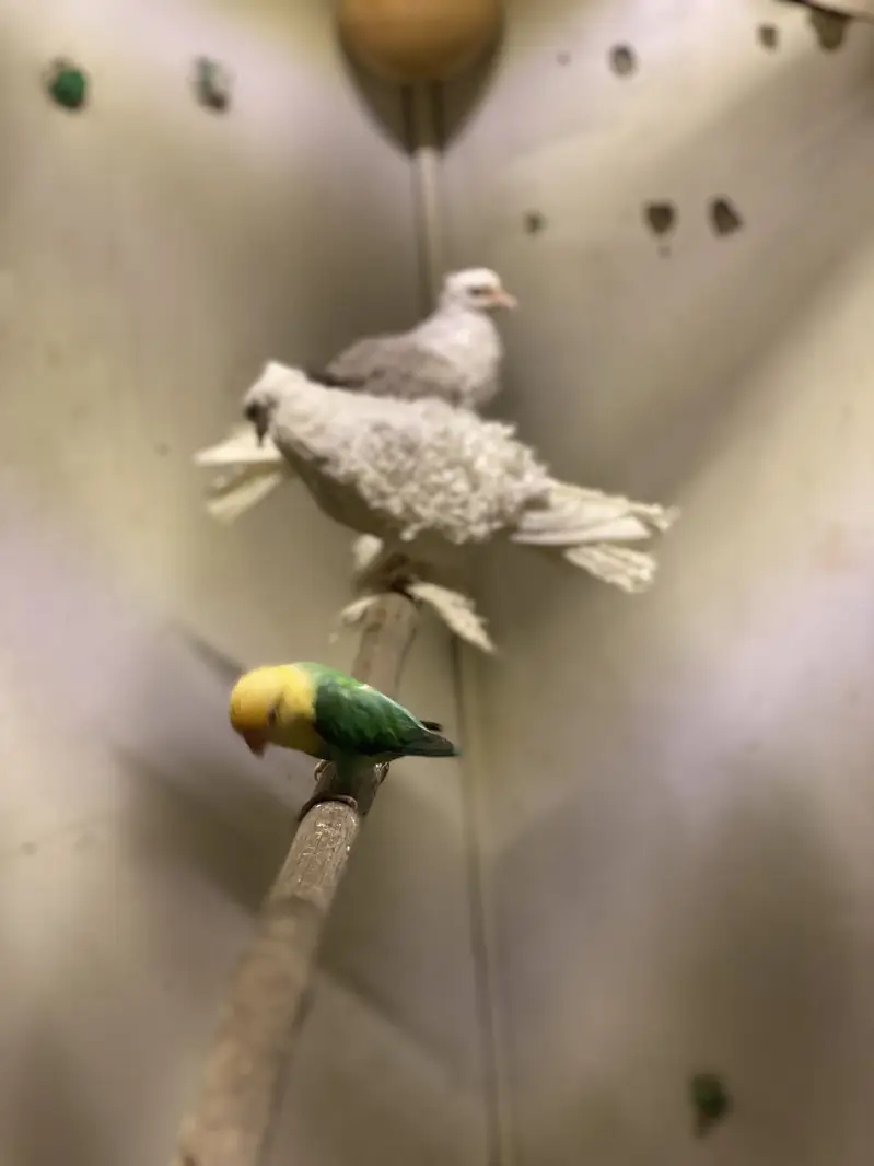 Rare Mutations LoveBirds — photo 3