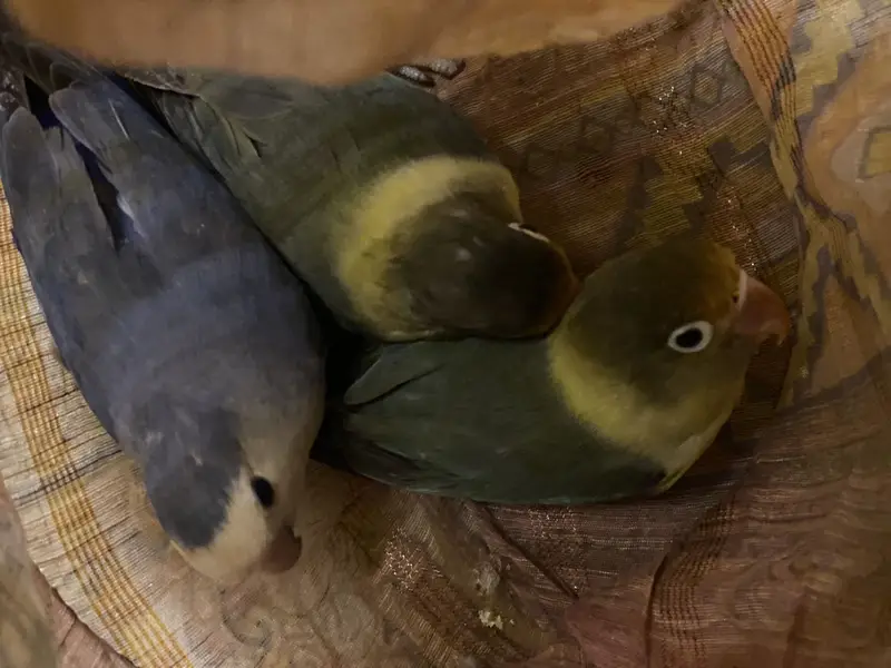 Rare Mutations LoveBirds — photo 4
