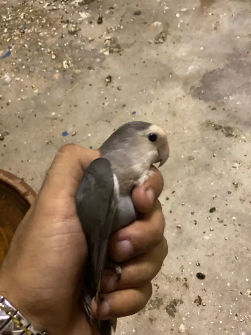 Rare Mutations LoveBirds — photo 5