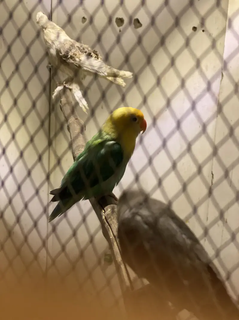 Rare Mutations LoveBirds — photo 6