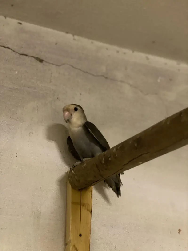 Rare Mutations LoveBirds — photo 7