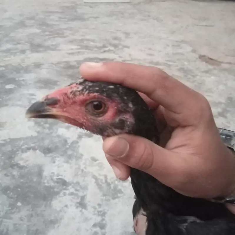 hassan — photo 2