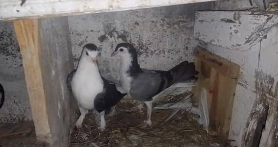 some pigeon up for sale