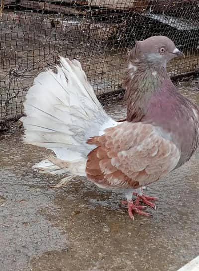 lucky female forsale