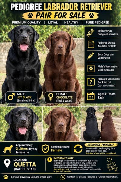 labrador retriever pair