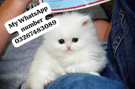 Persian cat 2month age for sale