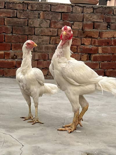 Adeel Heera Pair