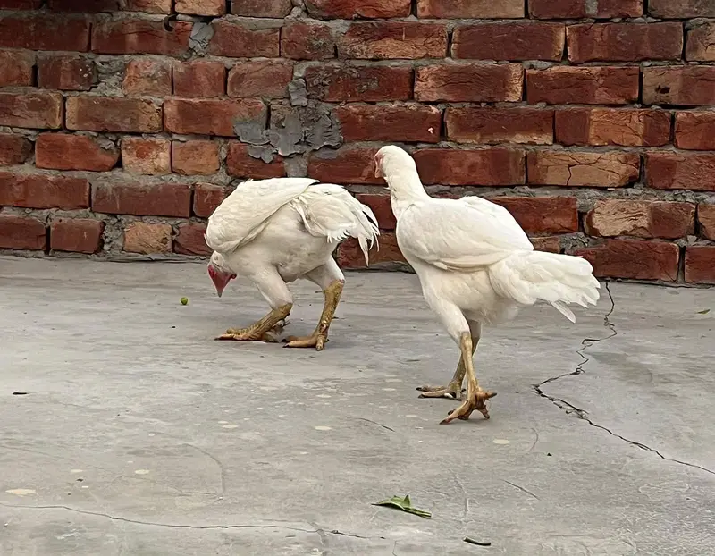 Adeel Heera Pair — photo 2