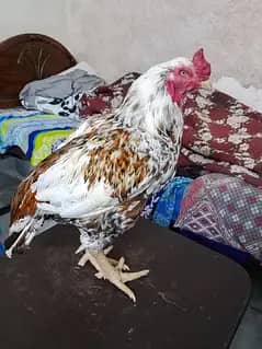 Aseel pair