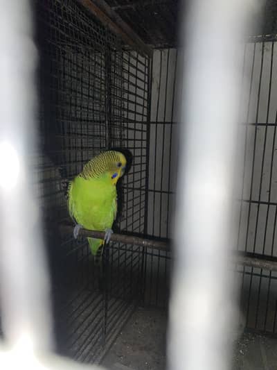 1 Budgie pair 1 single male ha or 1 dove k pair ha or 1 white finch pa