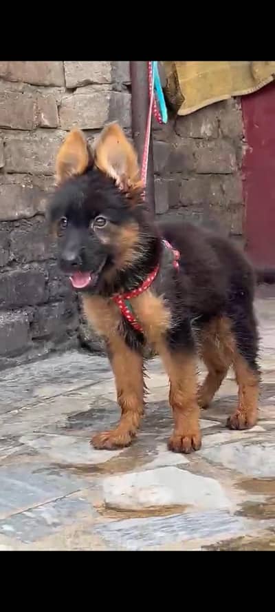 Imported  // German/ Shepherd/ Puppies 03423532758 WhatsApp