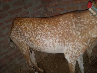 Màkhi cheni