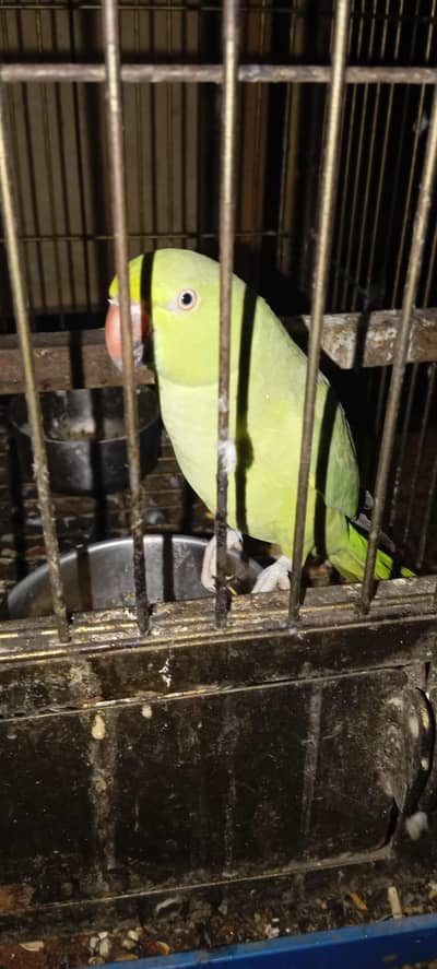 Green parrot sale age 18 month Healthy And Active