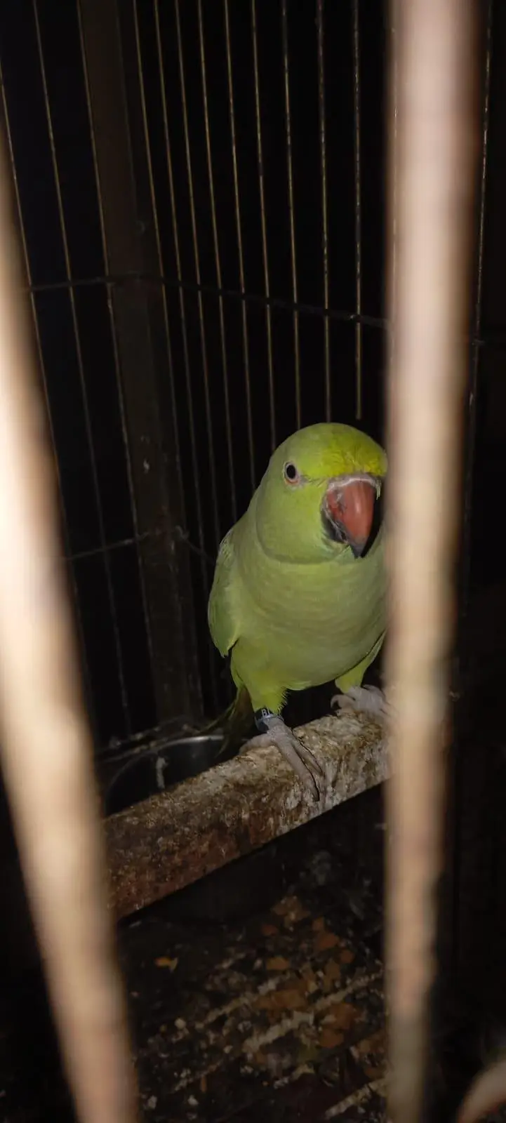 Green parrot sale age 18 month Healthy And Active — photo 2