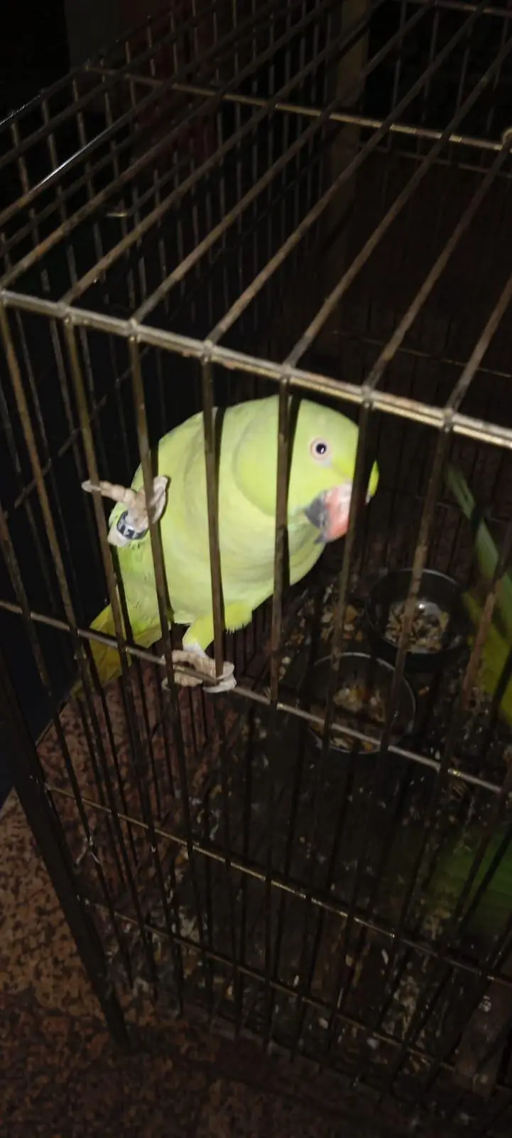 Green parrot sale age 18 month Healthy And Active — photo 3