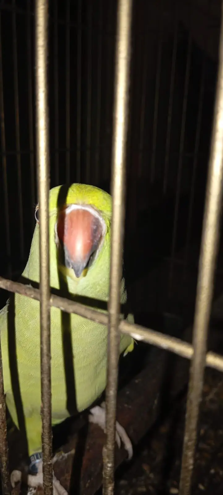 Green parrot sale age 18 month Healthy And Active — photo 4