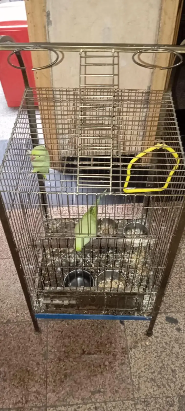 Green parrot sale age 18 month Healthy And Active — photo 5