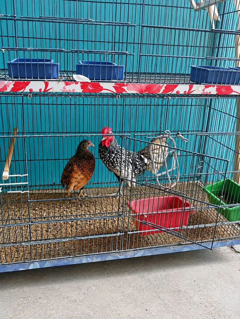 Egg laying pair Of Sebright — photo 2
