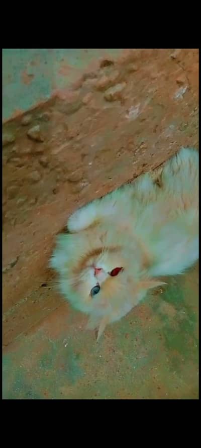 sale white cat